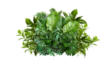 Fototapete Tropisch A lush jungle fern cluster, isolated on transparent background .  Green leaves of tropical plants bush .Monstera, palm, rubber plant, pine, floral arrangement indoors garden nature backdrop isolated   © one