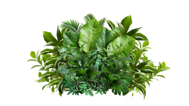 A lush jungle fern cluster, isolated on transparent background .  Green leaves of tropical plants bush .Monstera, palm, rubber plant, pine, floral arrangement indoors garden nature backdrop isolated 