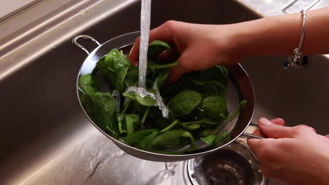 washing fresh spinach in a colander at the kitchen sink