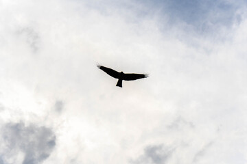 空を飛ぶ鳶