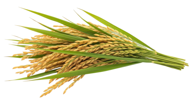 Bunch of rice stalks with golden grains transparent background cutout png - Powered by Adobe