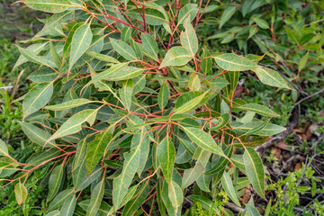 Eucalyptus robusta, commonly known as swamp mahogany or swamp messmate. Mauʻumae Ridge Trail (Puʻu Lanipō), Honolulu, Oahu, Hawaii. Koʻolau Range(windward shield volcano).