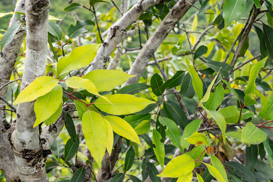 Syzygium cumini,Malabar plum, Java plum, black plum, jamun, jaman. flowering plant family Myrtaceae. Mauʻumae Ridge Trail (Puʻu Lanipō), Honolulu, Oahu, Hawaii. Koʻolau Range(windward shield volcano)