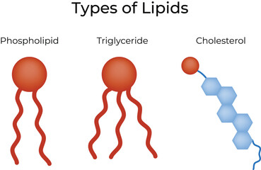 Types of Lipids Phospholipid, Triglyceride, and Cholesterol Structures Vector Illustration
