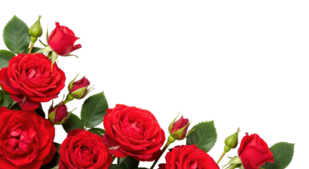 Red roses corner arrangement transparent background cutout png