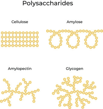 Polysaccharide Structures. Cellulose, Amylose, Amylopectin, Glycogen Vector Illustration