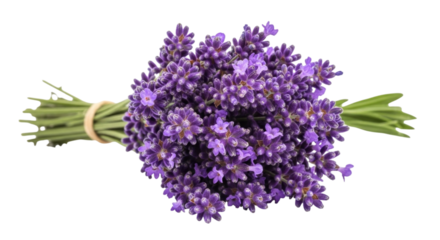 Bunch of lavender flowers transparent background cutout png
