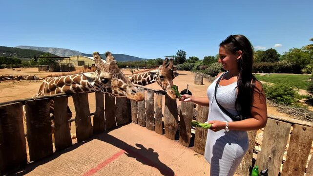 A woman feeds lettuce to giraffes at Attica Zoological Park on a sunny day. Spata, Greece