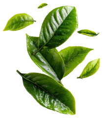 green tea leaves falling isolated on transparent background