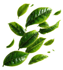 green tea leaves falling isolated on transparent background