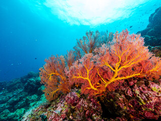 Underwater exploration coral reef marine life ocean vibrant colors serenity