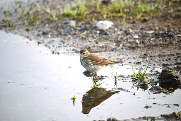 Water Pipit. Ornithology. Water Pipit (Anthus spinoletta) and its reflection in the water. Bird...