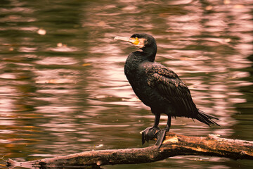 Ein Kormoran, dunkel wie ein Tropfen Nacht, steht auf seinem hölzernen Thron über dem still fließenden Wasser. Sein Gefieder schimmert in metallischen Blau- und Kupfertönen, als hätte die Natur selbst