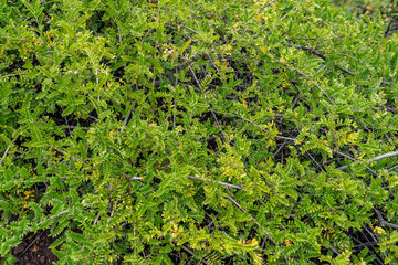 Osteomeles anthyllidifolia,  ʻŪlei, eluehe, uʻulei, Hawaiian rose, or Hawaiian hawthorn. Mauʻumae Ridge Trail (Puʻu Lanipō), Honolulu, Oahu, Hawaii. Koʻolau Range(windward shield volcano). 