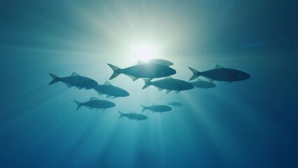 Atmospheric blue toned shot of fish silhouettes drifting across distant sunbeams