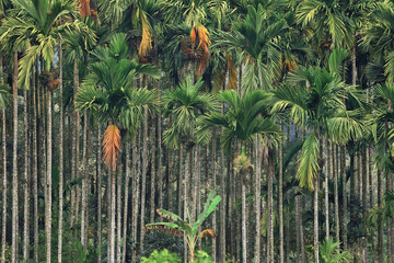 Betel Nuts Tree With Dense Green plantation in rural Karnataka India.