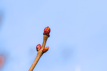 Fluffy yellow pollen catkins hanging from twigs