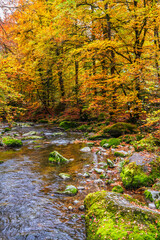 La rivi&egrave;re Aubonne sauvage au c&oelig;ur de l'Arboretum en automne
