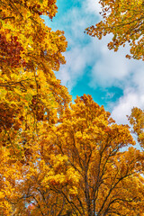 Contre-plongée sur la canopée d'automne, ciel bleu