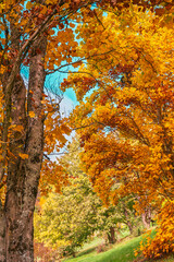 Le Manteau d'Or de l'Automne