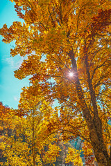 Le Manteau d'Or de l'Automne