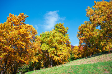 Naklejka premium Le Manteau d'Or de l'Automne