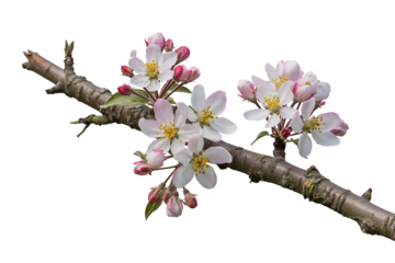 Delicate pink and white cherry blossoms on a textured branch isolated on transparent background