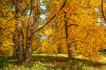 Fototapeta premium Le Manteau d'Or de l'Automne