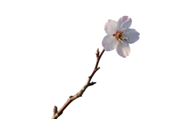 Single delicate white cherry blossom on a thin branch isolated on transparent background