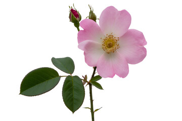 Fototapeta premium Delicate pink rose bloom with leaves and buds isolated on transparent background