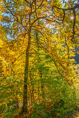 Le Manteau d'Or de l'Automne