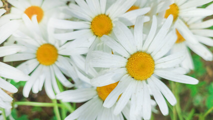 Fototapeta premium Wild field daisies grow in nature.