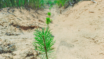 Coniferous tree seedlings grow on the site of a felled forest.