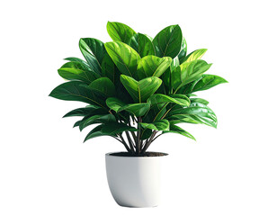 Small Decorative Potted Plant with Lush Green Foliage isolated on white background PNG