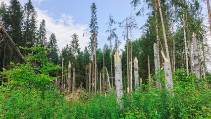 Tree trunks broken by a hurricane.