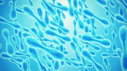 Microscopic 3D animation of blue rod shaped bacteria cells floating in a bright fluid environment representing probiotics microbiology and medical science research