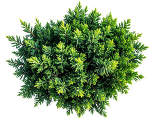 Fototapeta premium Top View of Juniperus Evergreen Conifer Foliage Cluster, Botanical Cutout isolated on transparent background PNG.