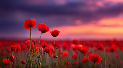 Obraz premium A vibrant field of red poppies blooms under a dramatic sunset sky with purple and orange hues, creating a serene and breathtaking natural landscape