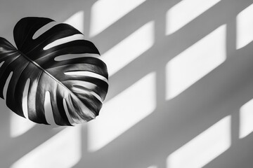 Leaf & shadow play on wall in grayscale, minimal composition