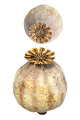 Dried Poppy Seed Pods Stacked in Rustic Still Life for Natural, Botanical Photography
