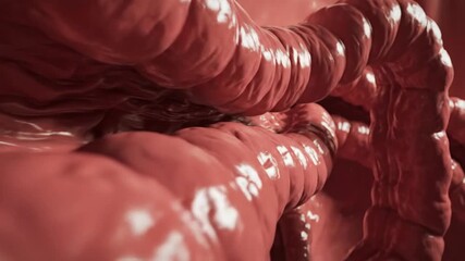 Human intestine anatomy. Digestive system. Close-up of intestines. Medical imaging. Internal organs. Red 3D illustration.
