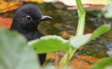 a male blackbird (turdus merula) peeking out with water drops near a green leaf