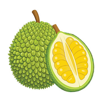 Jackfruit Vector Illustration, Fresh Tropical Fruit on White Background