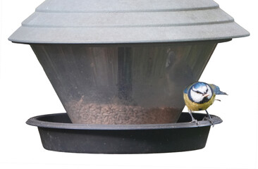 a blue tit (cyanistes caeruleus) perched on a bird feeder filled with seeds
