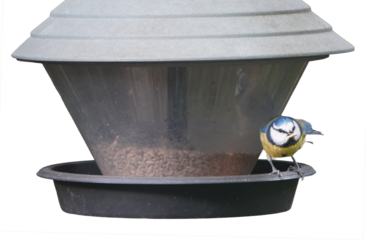 a blue tit (cyanistes caeruleus) perched on a bird feeder filled with seeds