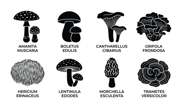 Mushroom silhouette set, fungi icons, edible and poisonous mushrooms, healthy food, wild forest.