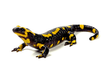 Fire salamander // Feuersalamander (Salamandra salamandra terrestris) - Western Germany