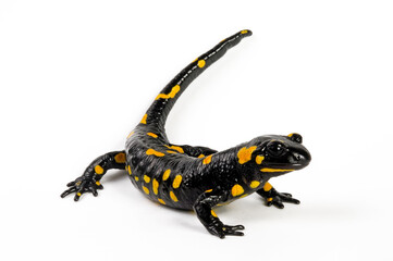 Fire salamander // Feuersalamander (Salamandra salamandra salamandra) - Bavaria, Germany
