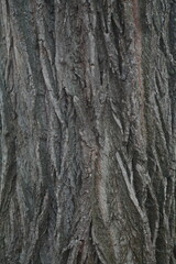 Close-up texture of rough tree bark with natural patterns and green moss
