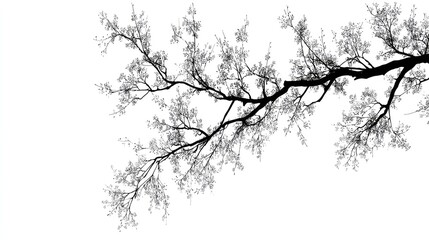 Silhouetted tree branch structure extends across the upper portion of a stark white background.